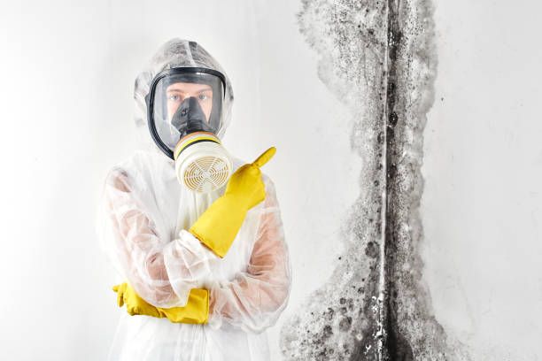 Trusted Windham, OH Mold Inspection Experts